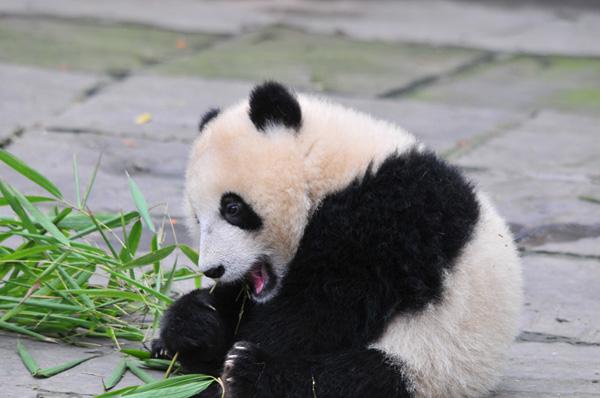 �ɰ��Ĵ���è