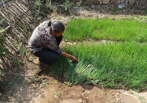 ����ƽʱ�Լ��յ��߲ˣ��õ������ϻ���Ǯ