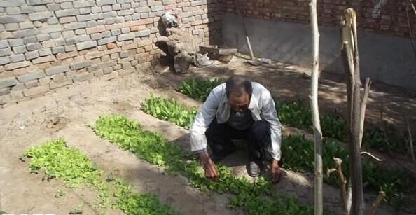 ��ʯ�������Լ��ֵ��߲ˣ��������Լ�����������