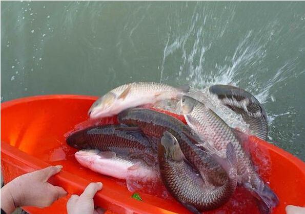 ����ڰ�ˮ�������ˮ�С� 