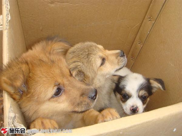 ����ֻ�Ǹմ���������������Ĺ�������ɫ��ɫë�Ľ�һ�ݣ��ǳ���������