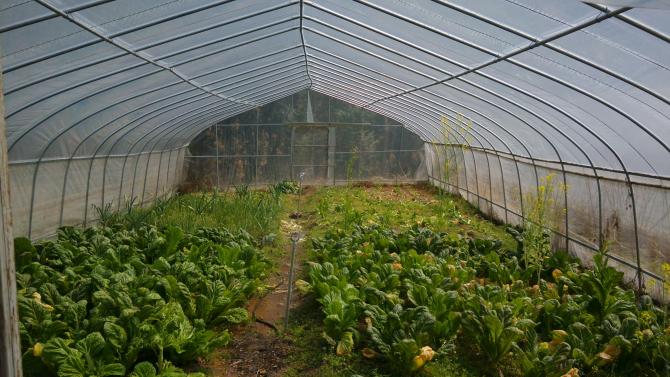 ΪʲôҪ�ֲˣ�������С�ʹĿ���С�ش����������صĸߺ�ɽ�����ʹ�ͳ��ɽ��ƶ���������������Сѧһ�������ô�ͳ�İ༶���졢ѧ����ֲ�߲˵ķ�ʽ���Ѳ˵ء�ͨ�����ַ�������У�ڴ���ѧ��������߲˿��Բ����Ը���������ʡ�˴����Ĳ�Ǯ�ͽ�ͨ�ѣ�����Ҳ������ѧ���Ǵ�С���Ͷ����ڽ�Լ�ľ���