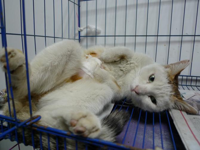 ��������ͨ�������ƿ���ʵʩTNR�ƻ�������Ч������������è������������������ʣ�����������붯���ì�ܡ�