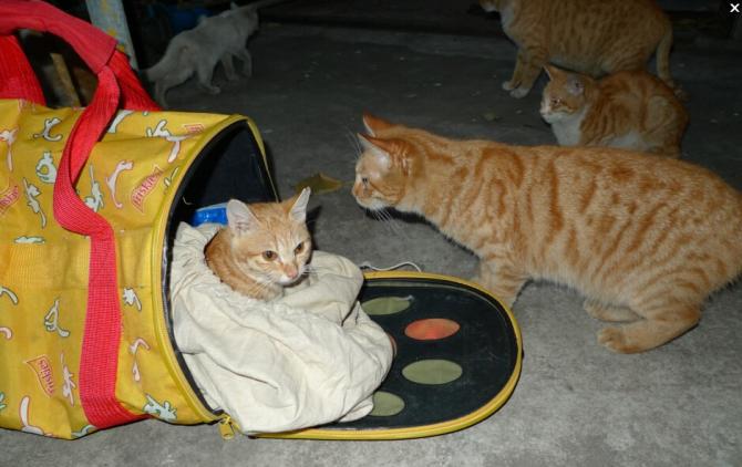 ��λ�ȡ����Ʊ�ݣ���Ȱ�������Ὣ��Ϊ����100Ԫ�����ϵ����ѿ��߾���Ʊ�ݣ��뷢�;�����ͼ������������Ŀ�����ͽ��׵��ţ�����Ʊ̧ͷ���ռ���ַ���ʱ���Ϣ�����䣺invoice@lianquan.org��������������ѯ��021-60146234