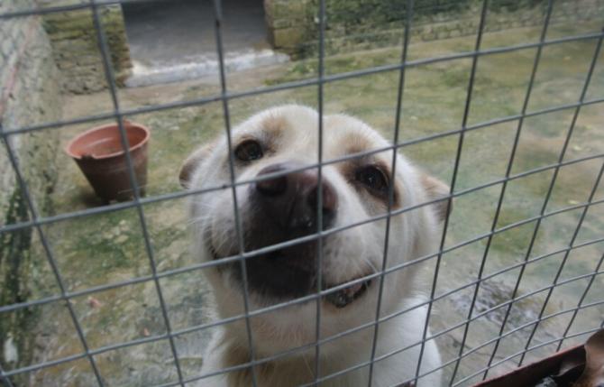 �����ʽ����������Ȯֻ����������������Ŀ�������Ϊ�人����̨���ϲ��������ȵ����Ȯֻ�������Ľ�2450ֻ���˹���