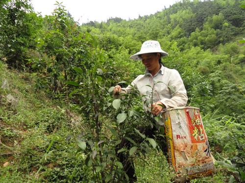 坤林屯群众采摘石崖茶