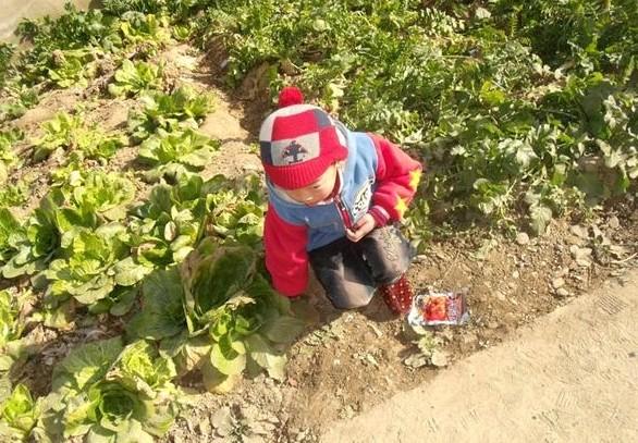 为了节省花消,家里种了一片菜自给自足