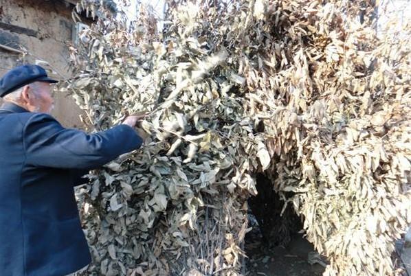 金贵老人正在整理自己看回来的树枝,用来当作过冬的柴火