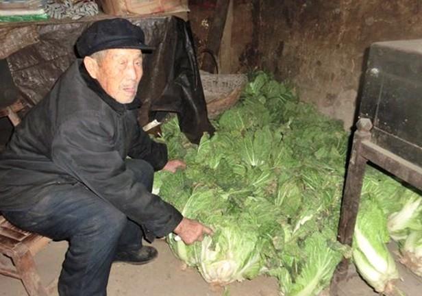 老人告诉我们,地上的大白菜都是自己为了过冬囤积的