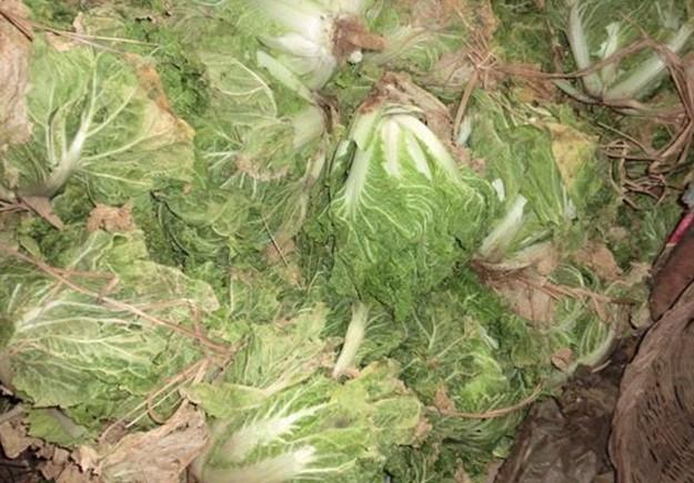 老人今年种植的大白菜,因为今年天旱白菜长得很多都没有芯