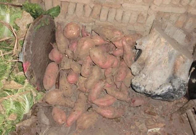 老人自己种植的红薯,是今年冬天两个老人的主食。