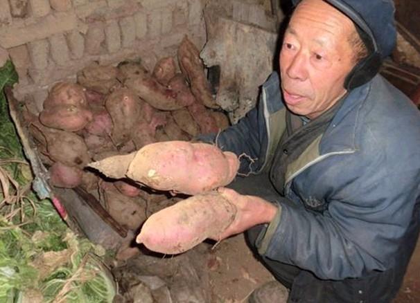 老人拿着自己今年种的红薯说今年的红薯长得还行,个头都不是很小