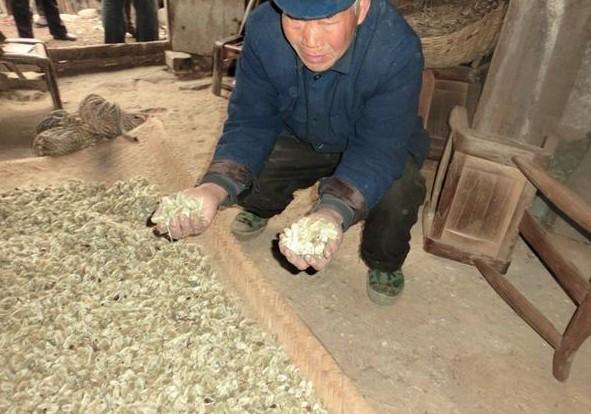 屋子里的地上晾的都是老人冒着危险爬树摘得辛夷