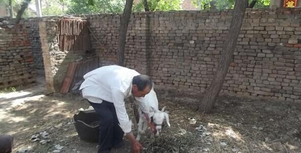 张石成老人喂养的小羊,也是老人的一个伴