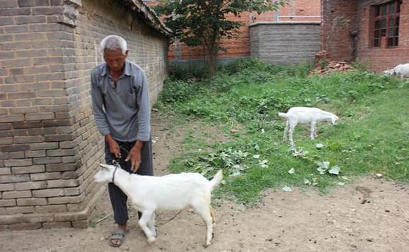 李向德老人已失去劳动能力,平时靠喂养羊和邻居和政府的照顾维持着生活