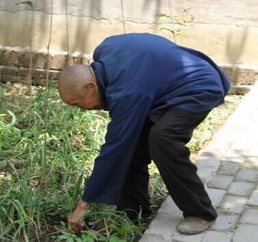 钱其应老人在田里拔菜