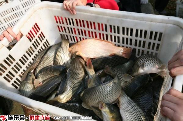 众居士准备把鱼儿放入水库中