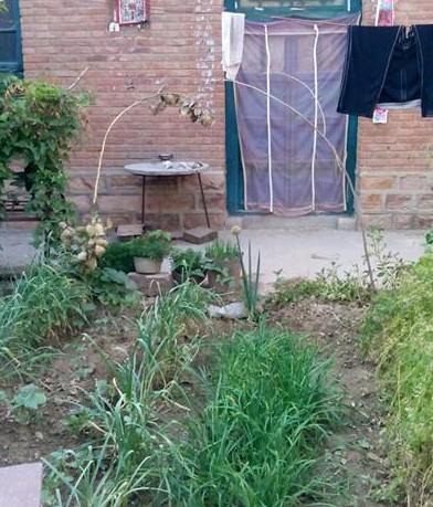 郝天之自家院子种的菜,因为要去医院没时间打理旱的叶子有些发黄了。