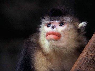 (龙勇诚拍摄) 滇金丝猴生活在人迹罕至的高山寒冷地带,自发现滇金丝猴近百年没人对它进行调查研究,甚至有人怀疑它们可能已经灭绝。 到1979年才有科学家发现它们的痕迹,确认它们没有灭绝,只是躲到离人更远的原始森林。滇金丝猴有美丽性感的天然红唇,这样独特的生物,大家叫它“雪山精灵”。